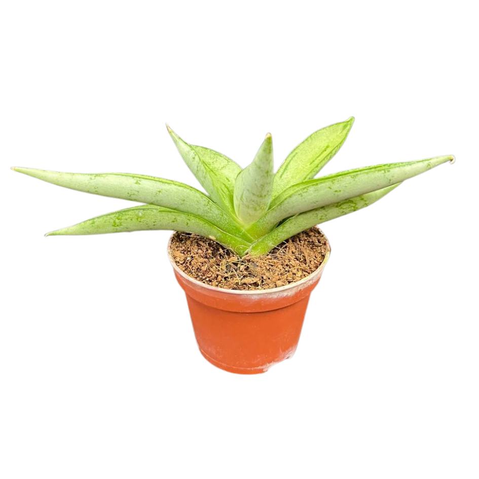 Sansevieria Silver Select