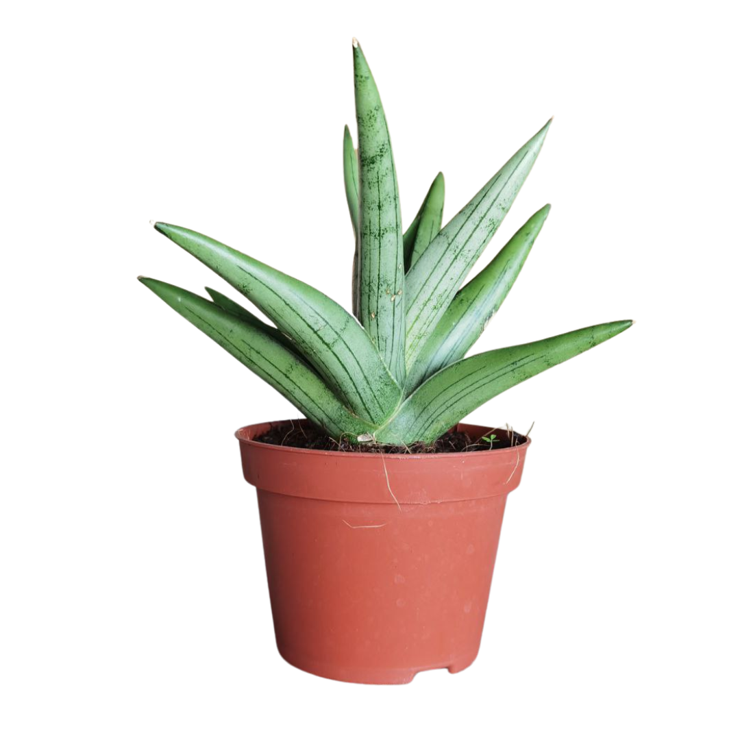 Sanseviera Silver Crown