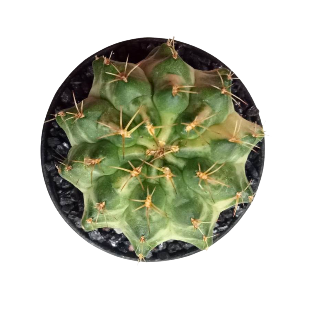 Gymnocalycium - Moon Crown