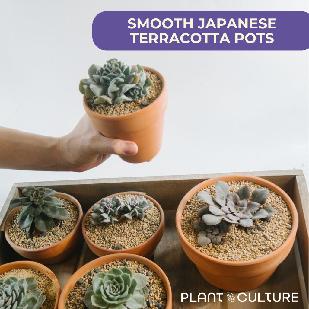 Plant Culture PH: Smooth Japanese Terracotta Planters (Large)