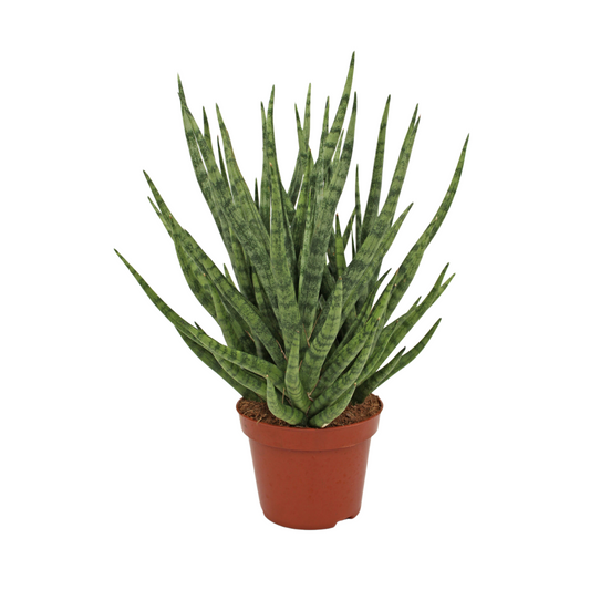 Sansevieria Torch