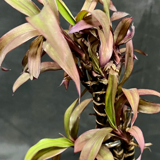 Plant Culture Wishing Plant – Good Luck Christmas Gift