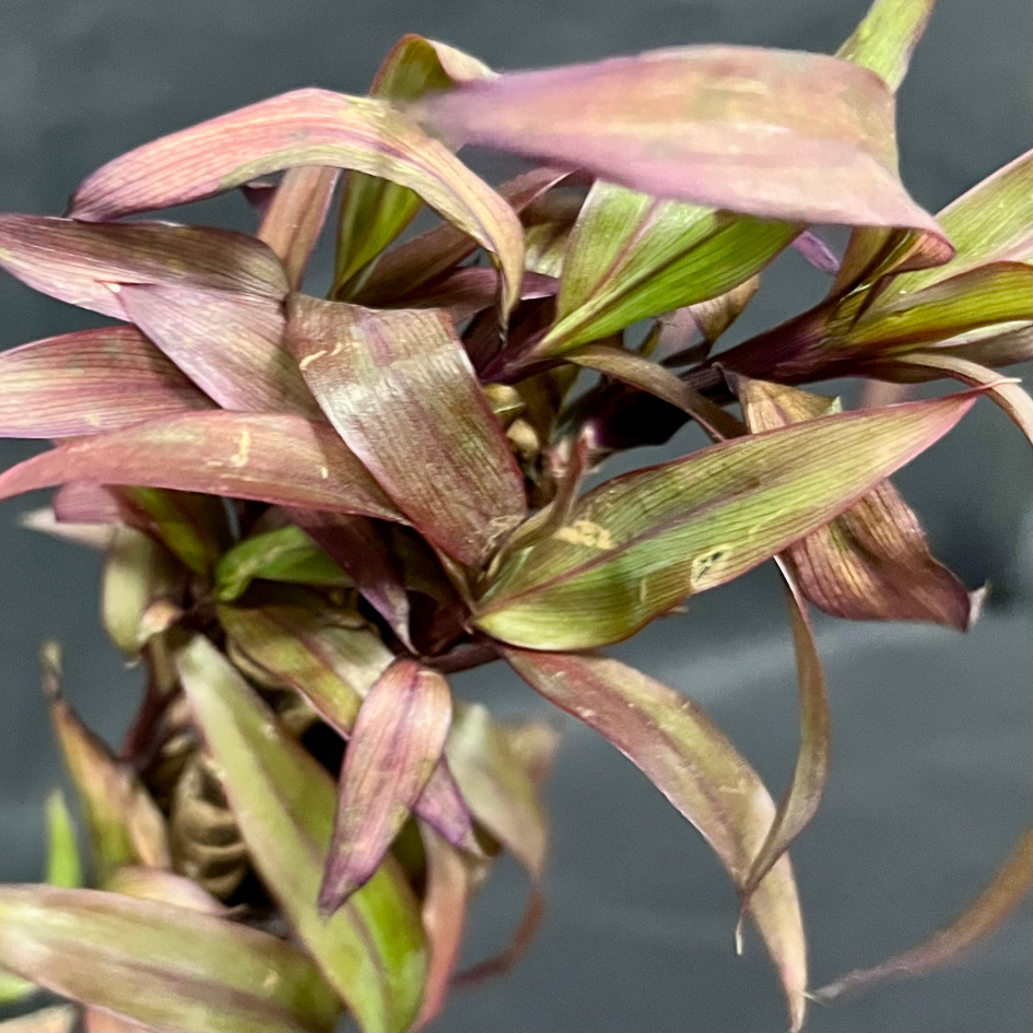 Plant Culture Wishing Plant – Good Luck Christmas Gift