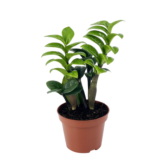 ZZ Plant Dwarf Zenzi