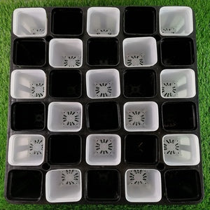 Plastic Pot Holder for Cactus, Succulents, Seedlings, etc.