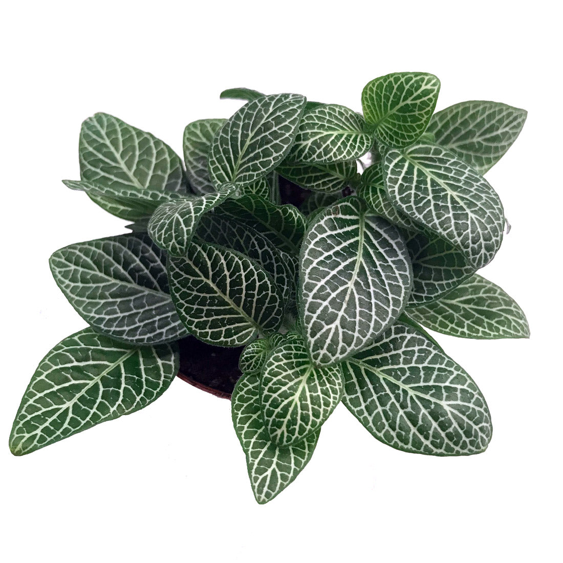 Fittonia