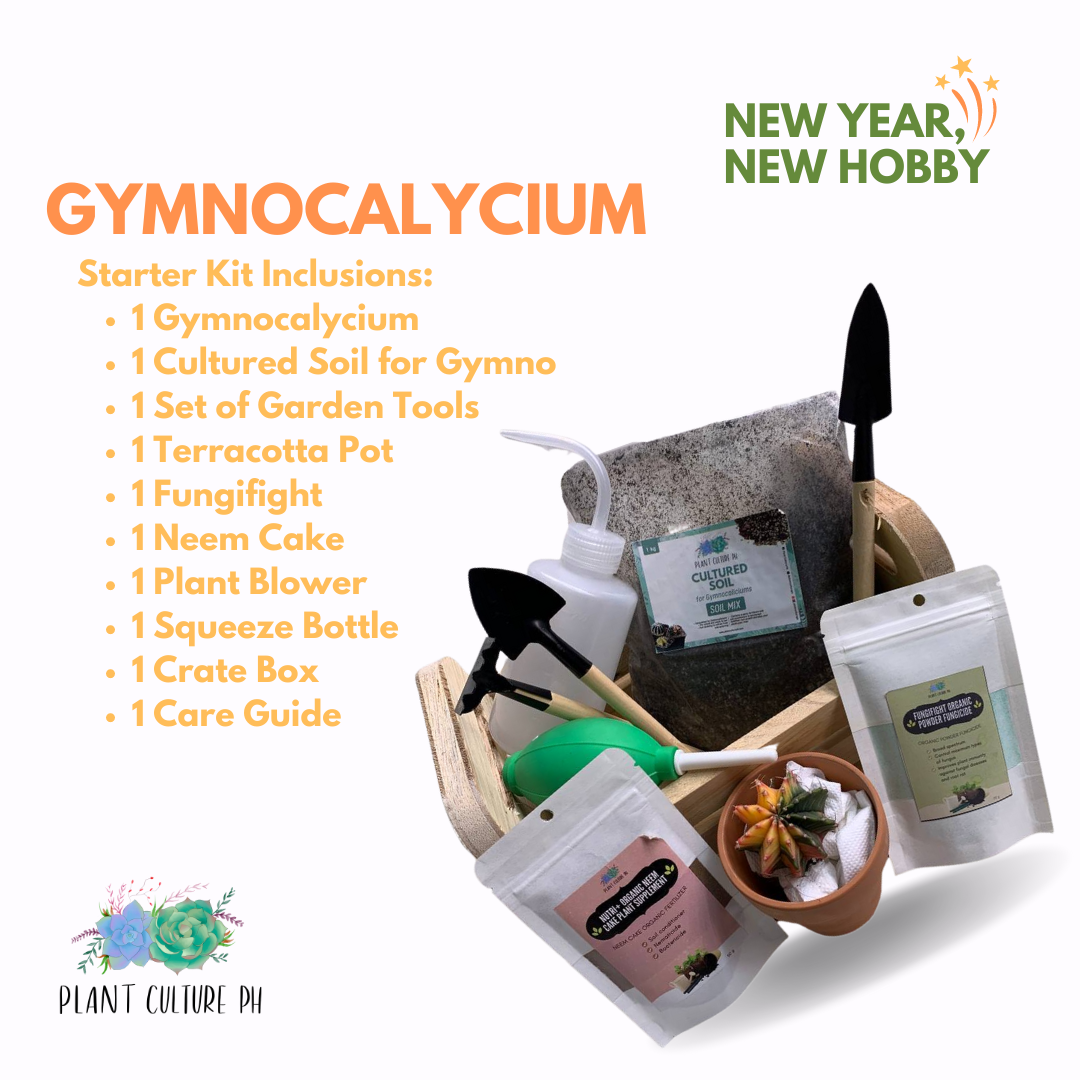 Gymnocalycium Starter Kit