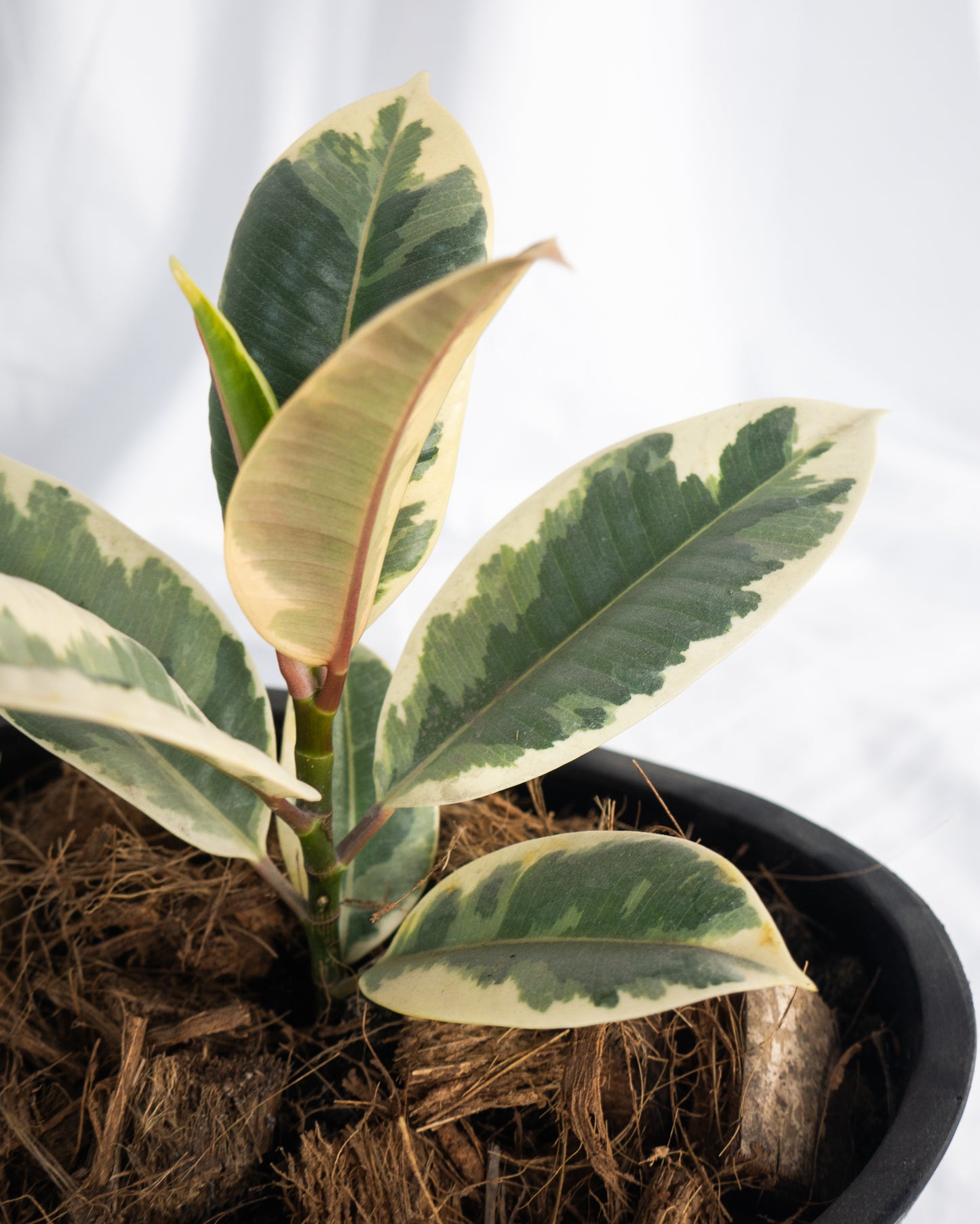 House Plant Starter Kit