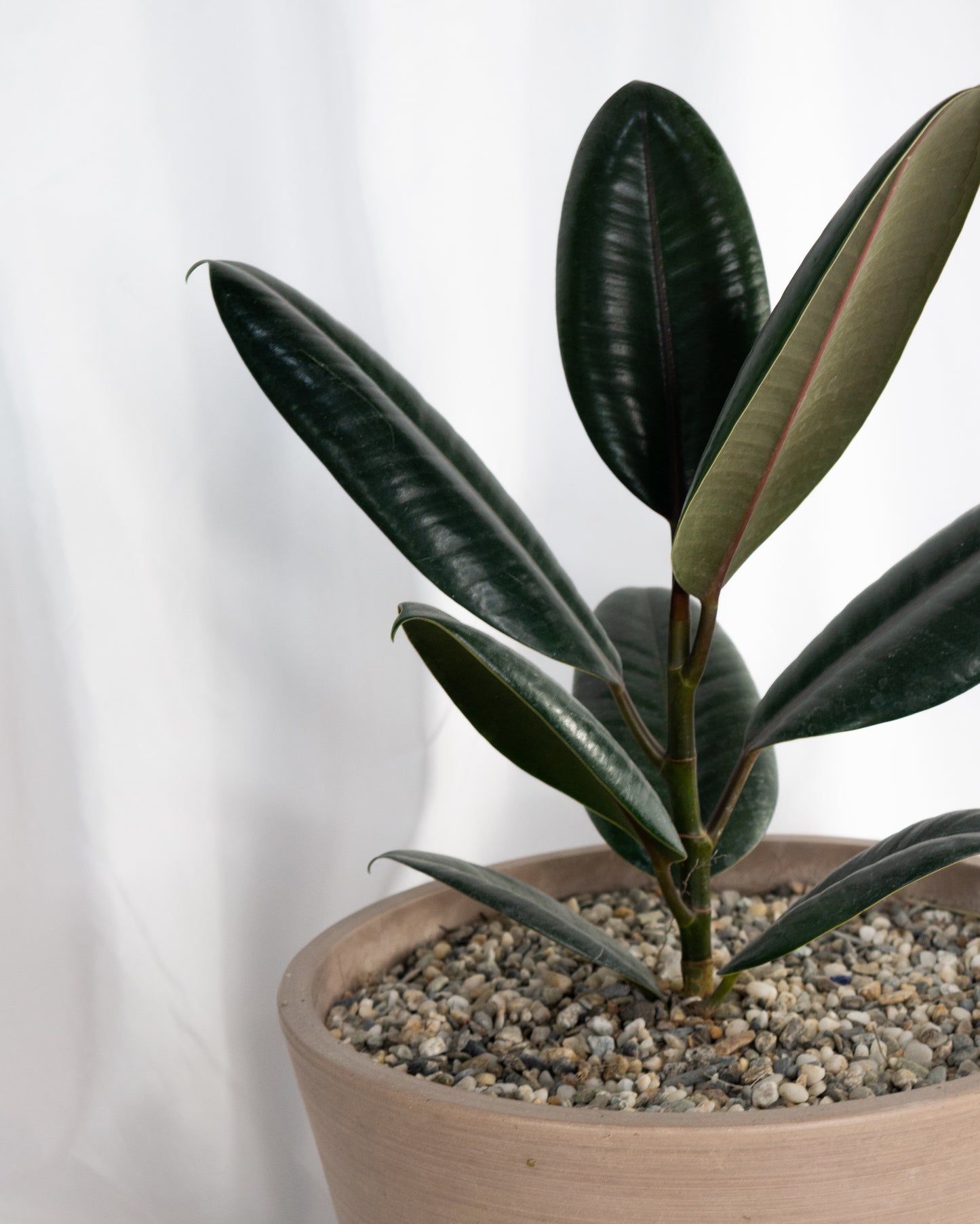 House Plant Starter Kit