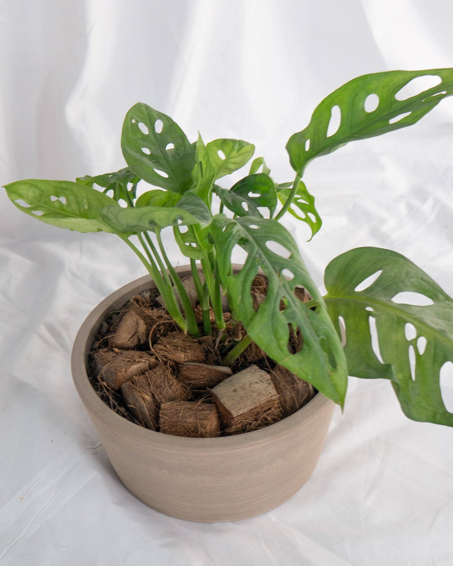 House Plant Starter Kit