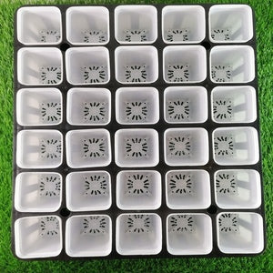 Plastic Pot Holder for Cactus, Succulents, Seedlings, etc.