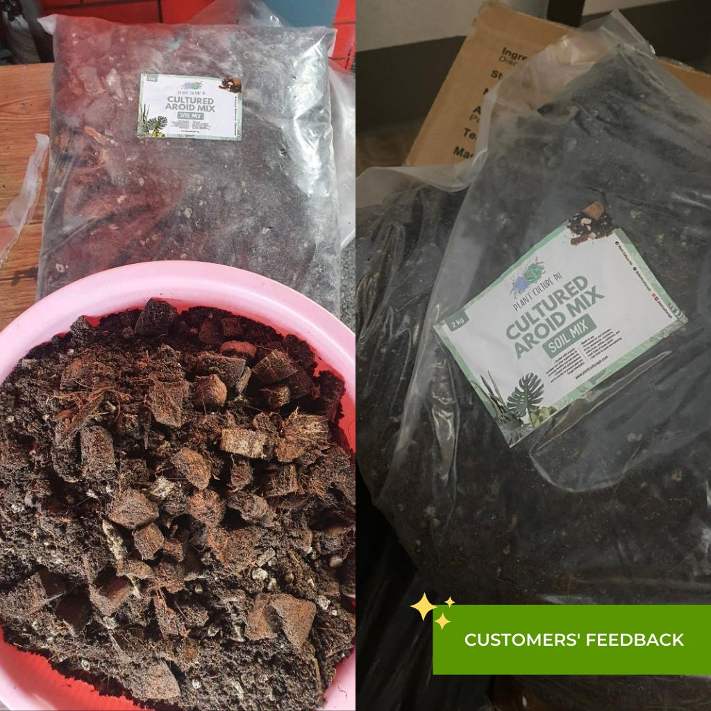 Cultured Aroid Mix by Plant Culture PH