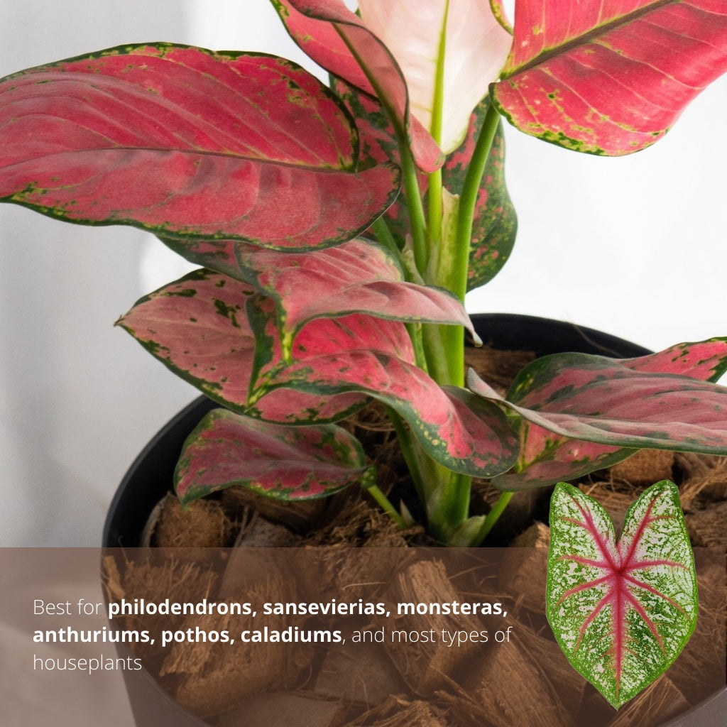 Cultured Aroid Mix by Plant Culture PH