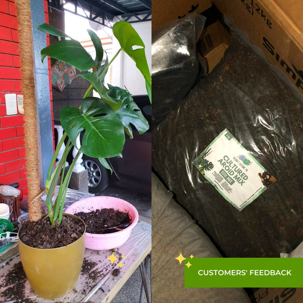 Cultured Aroid Mix by Plant Culture PH