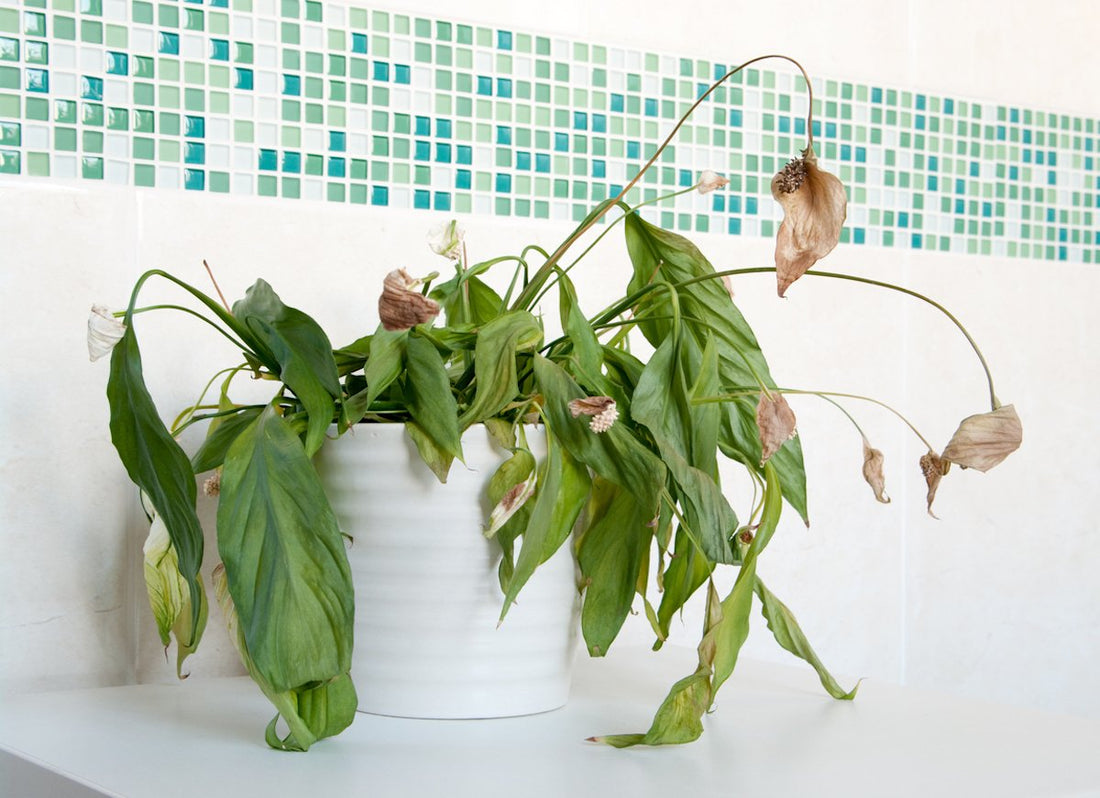 6 Reasons Your Plants Keep Dying