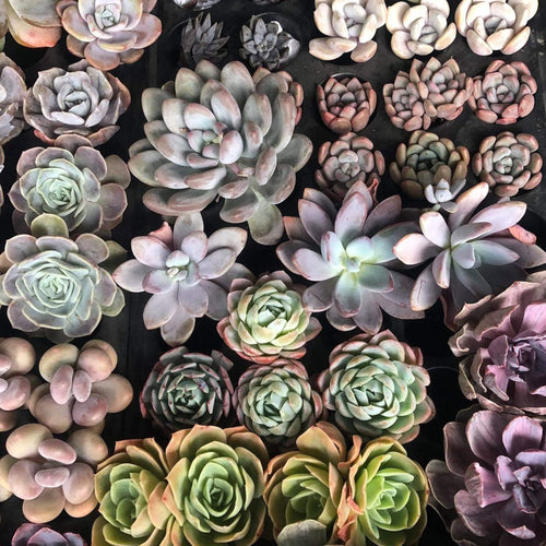 Succulent Plants