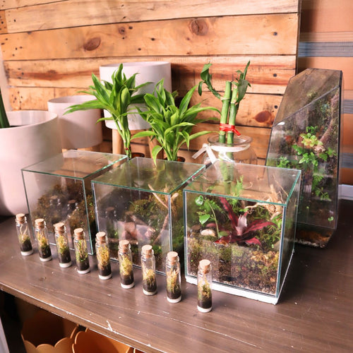 Terrariums