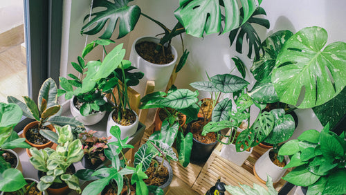 House Plants