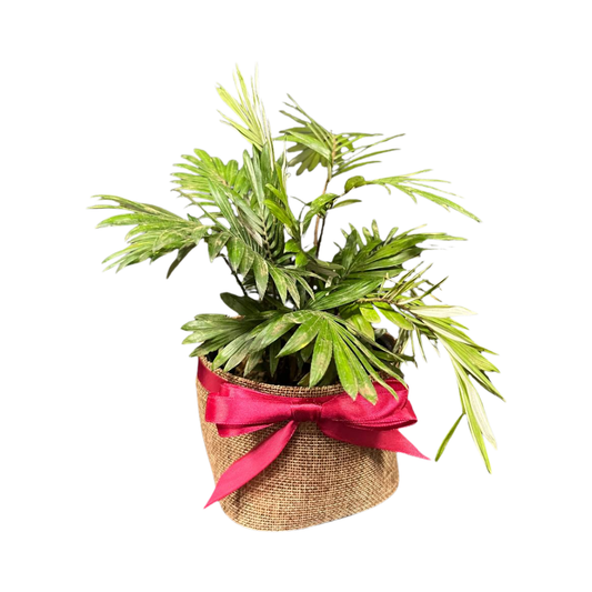 Plant Culture Dwarf Palmera – Tropical Christmas Gift Plant
