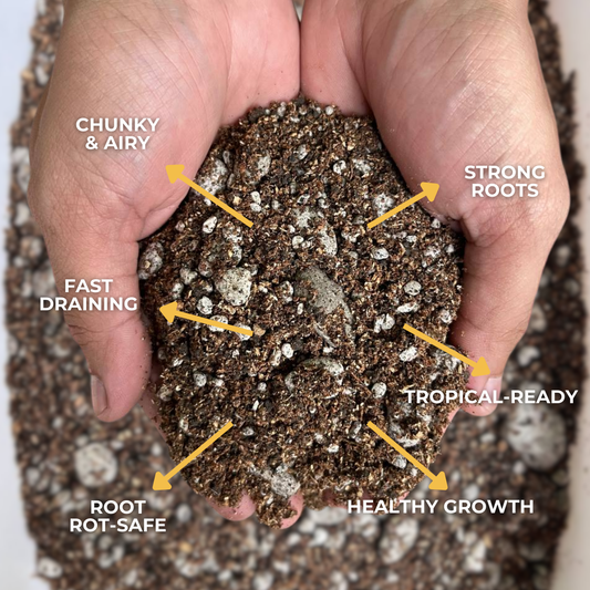 Cultured Aroid Mix 1L & 5L | Ready-to-Use Soil Mix