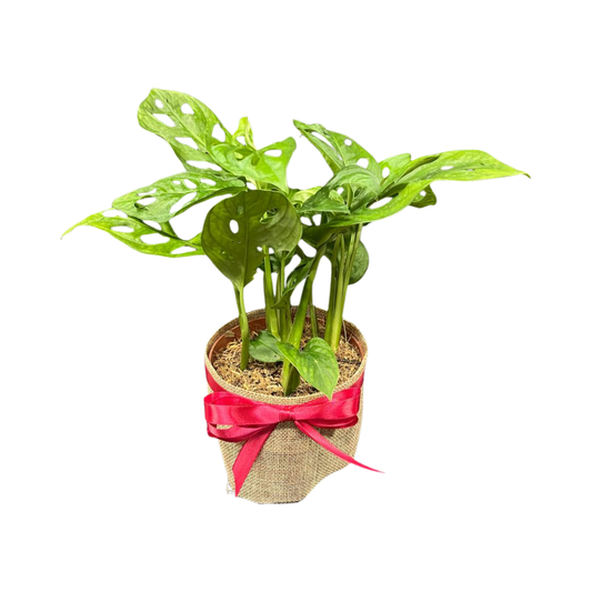 Plant Culture Monstera Adansonii 12cm – Swiss Cheese Christmas Gift Plant