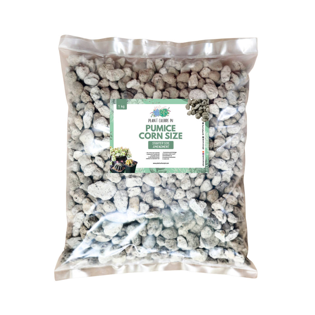 Pumice Stones (Matanghito, Monggo, 1cm, Corn)