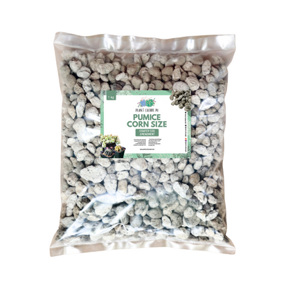 Pumice Stones 1Kg (Matanghito, Monggo, 1cm, Corn)
