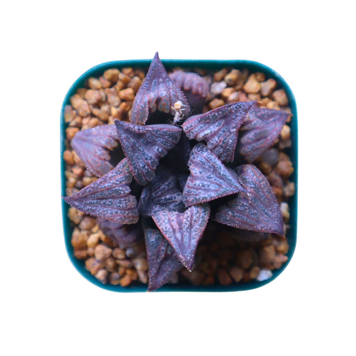 Haworthia Splendens