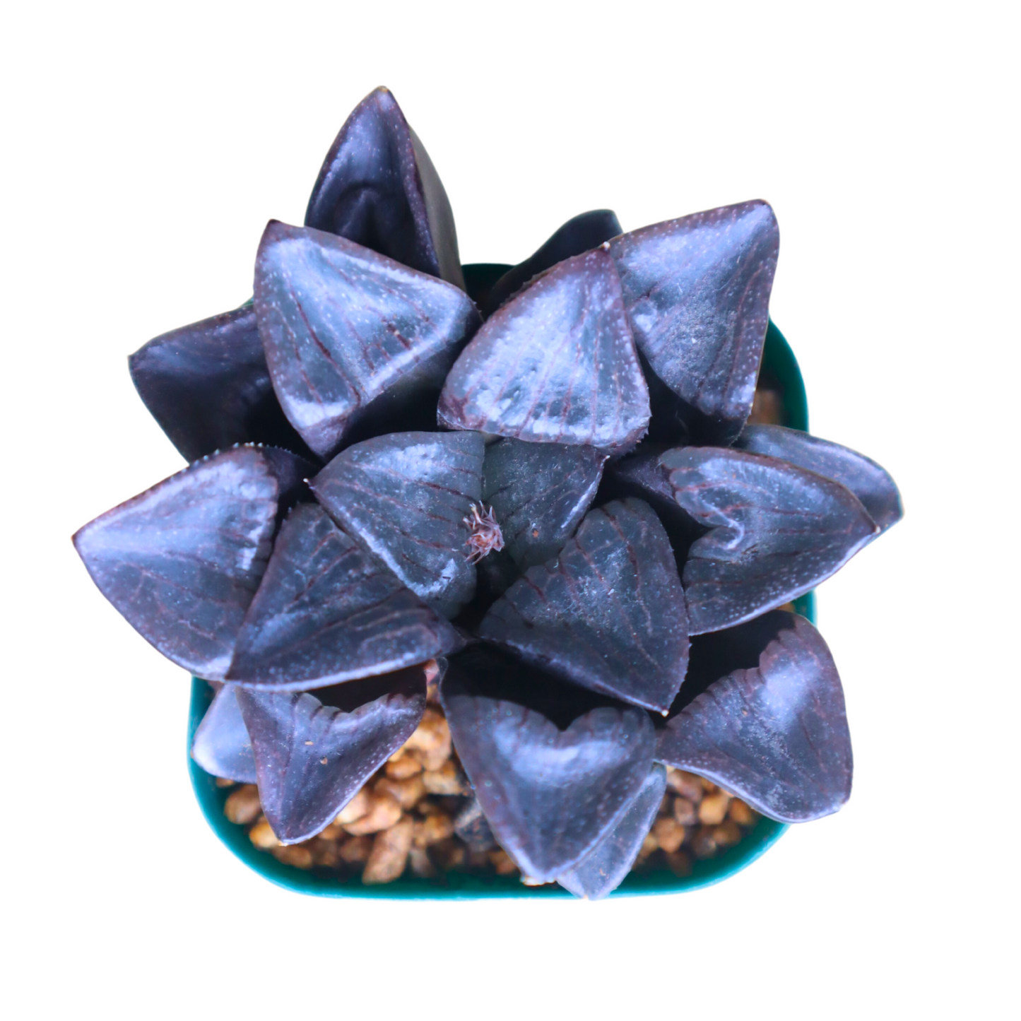 Haworthia Moon Shadow