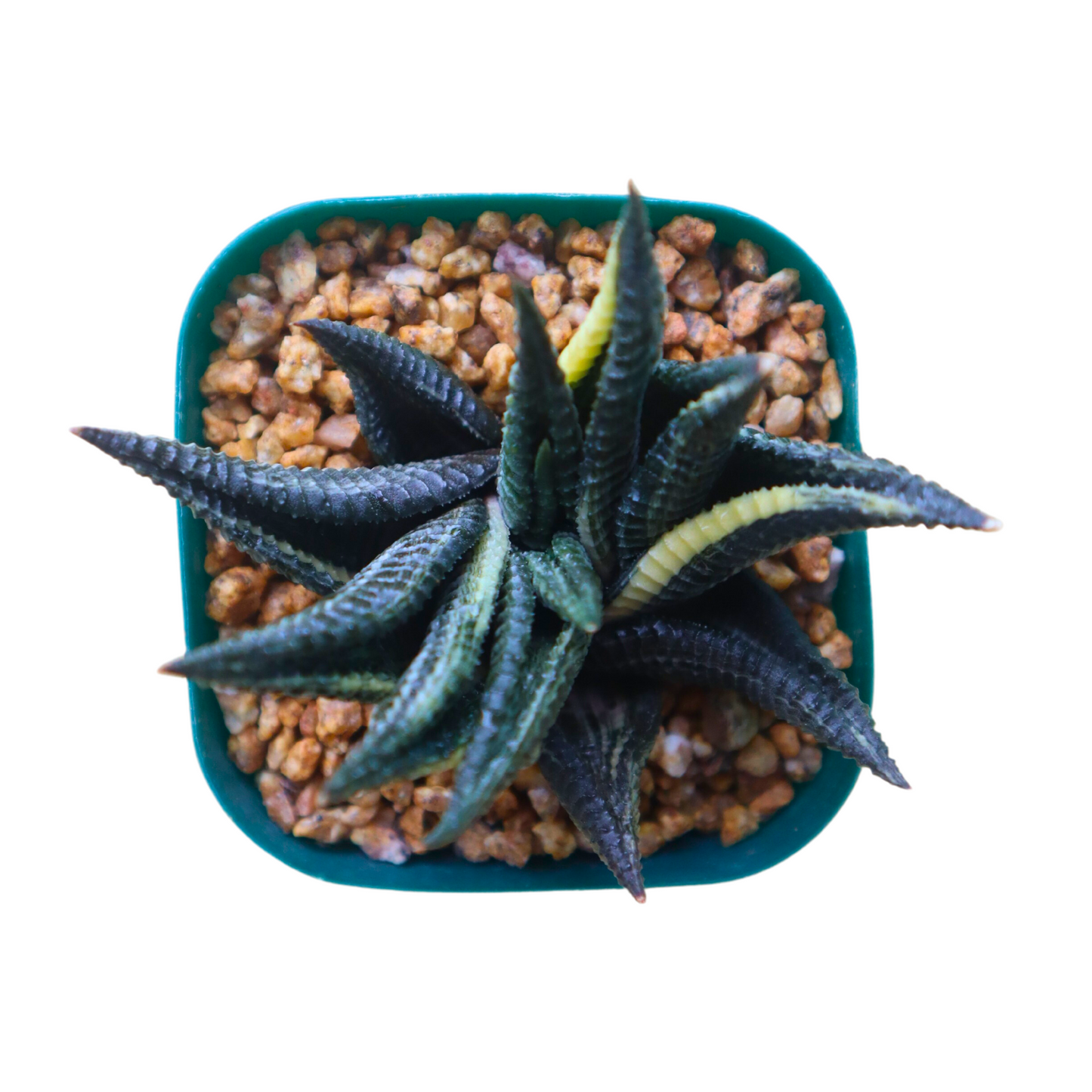 Haworthia SP Variegated