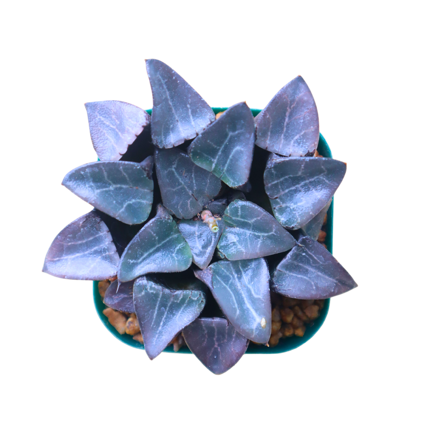 Haworthia Tropical Night