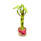 Plant Culture Lucky Bamboo – Prosperity Christmas Gift Plant