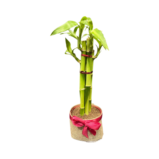 Plant Culture Lucky Bamboo – Prosperity Christmas Gift Plant
