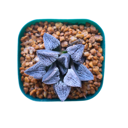 Haworthia Pygmea