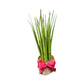 Plant Culture Sansevieria Bacularis 6cm – Air-Purifying Christmas Gift