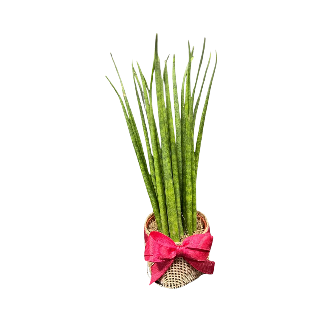 Plant Culture Sansevieria Bacularis 6cm – Air-Purifying Christmas Gift