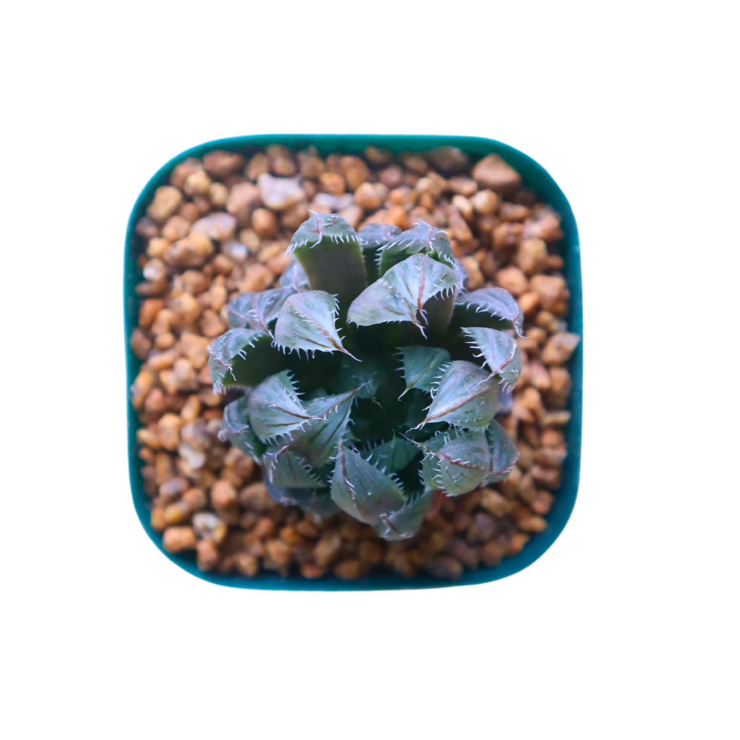 Haworthia Emerald Cloud