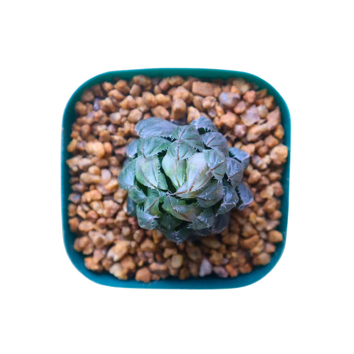 Haworthia Emerald Cloud