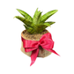 Plant Culture Sansevieria Gabriela 6cm – Compact Christmas Gift Plant