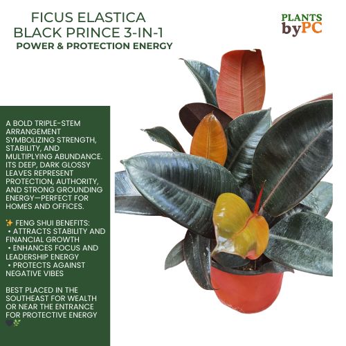 Ficus Elastica Black Prince 3-in-1