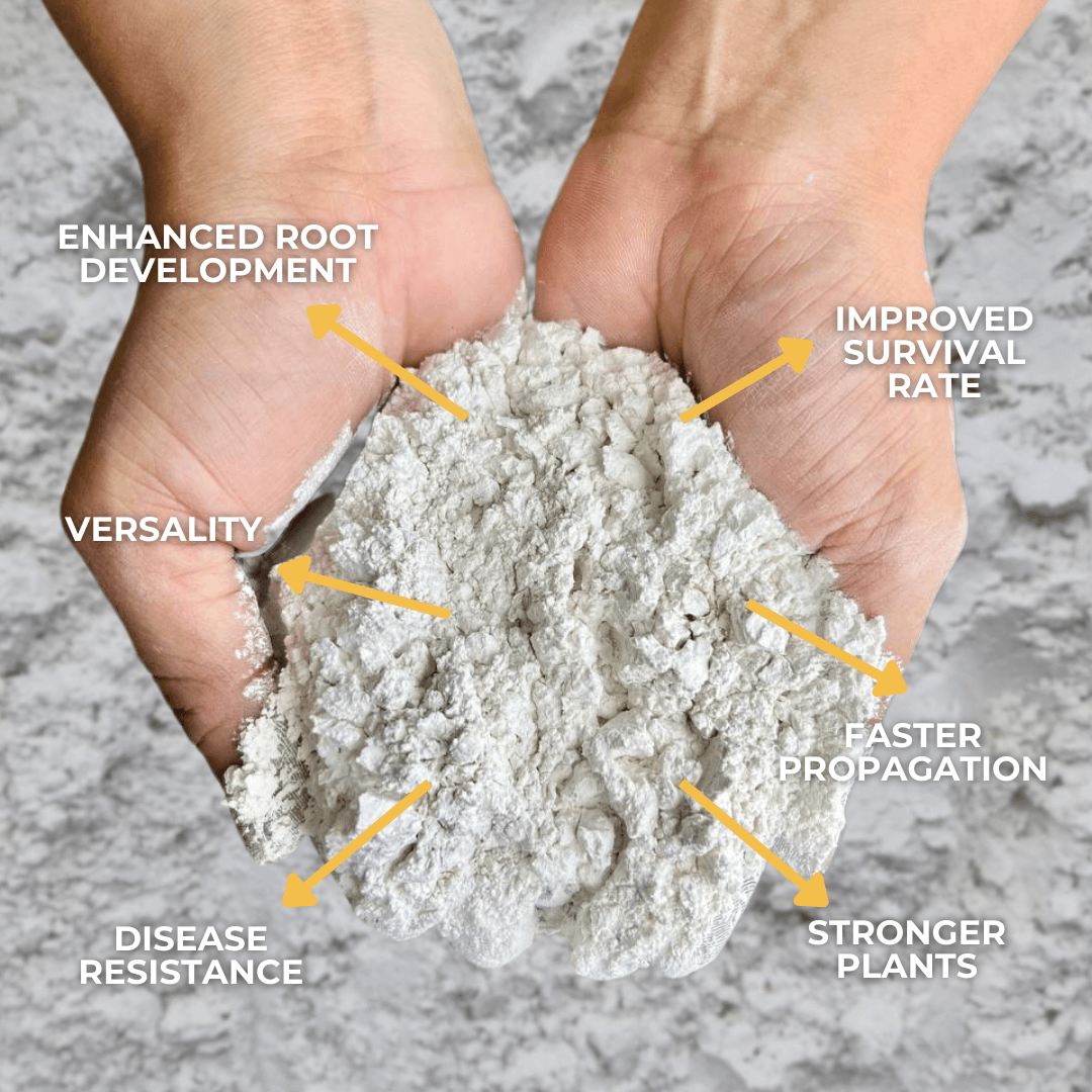 Plant Culture Rooting Powder Ornamentals, Vegetables, Flowering, Fruit-bearing, Succulents, Cactus