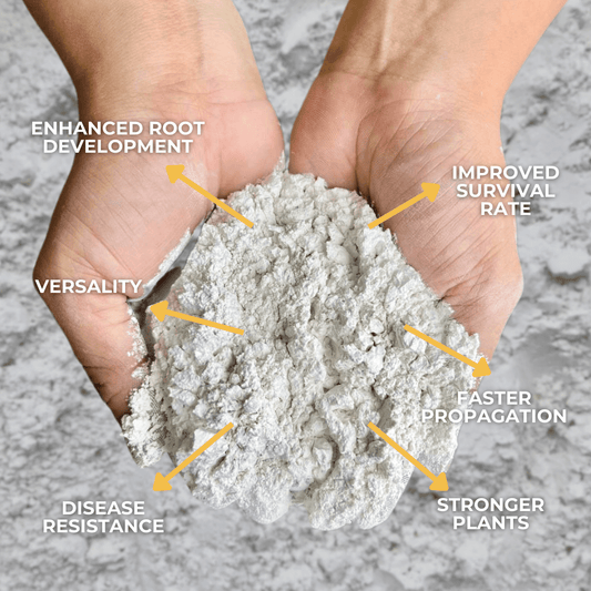 Plant Culture Rooting Powder Ornamentals, Vegetables, Flowering, Fruit-bearing, Succulents, Cactus