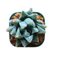 Haworthia White Fox