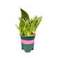 Sansevieria Golden Telli