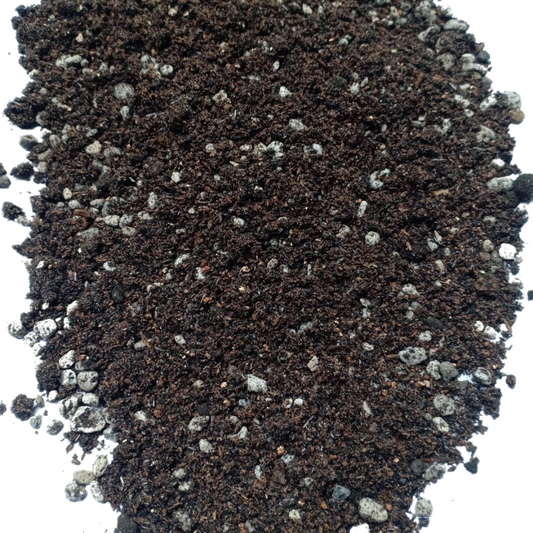 Cultured Soil for Gymnocalycium Cactus