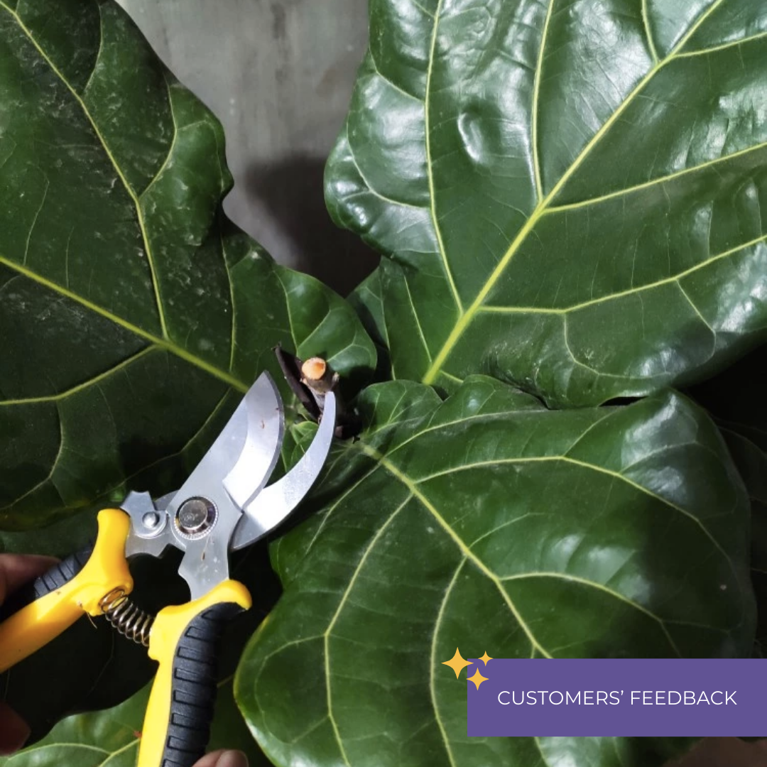 High Quality Gardening Plant Pruning Shears Scissors by Plant Culture PH