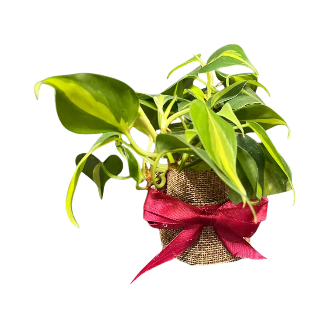 Plant Culture Philodendron Brasil – Heartleaf Christmas Gift Plant