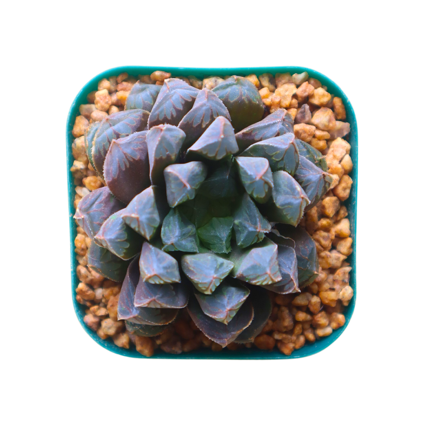 Haworthia Green Flame