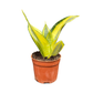 Sansevieria Golden Hahnii