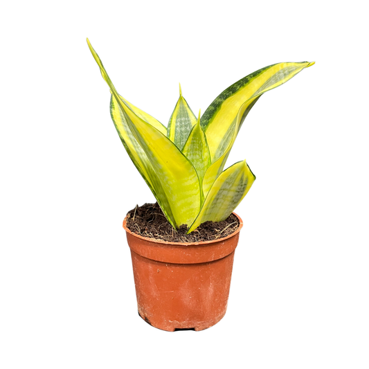 Sansevieria Golden Hahnii